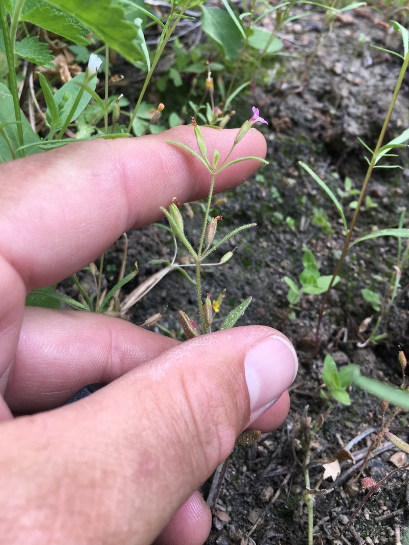 Brewer's Monkeyflower photo 5