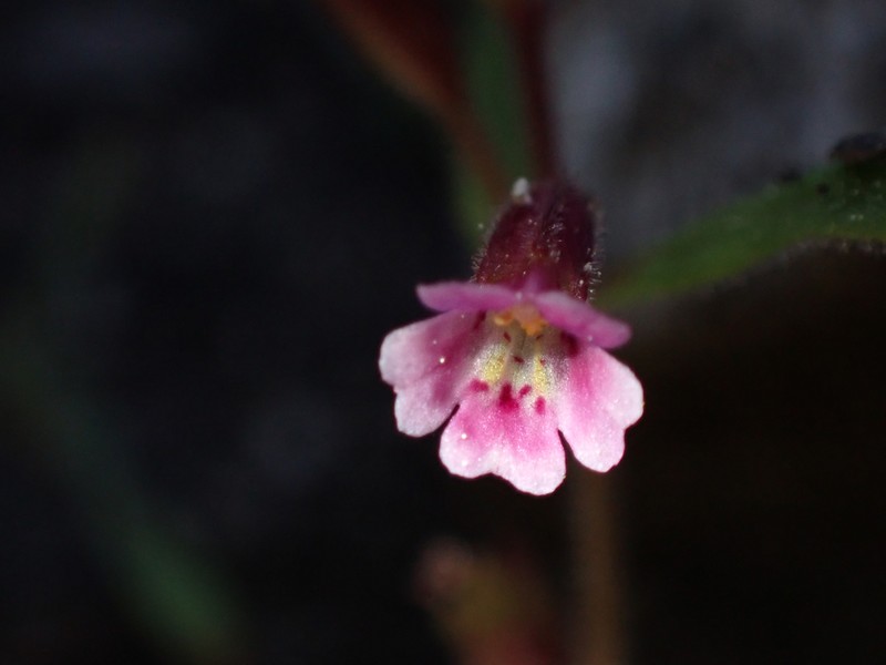 Brewer's Monkeyflower photo 6