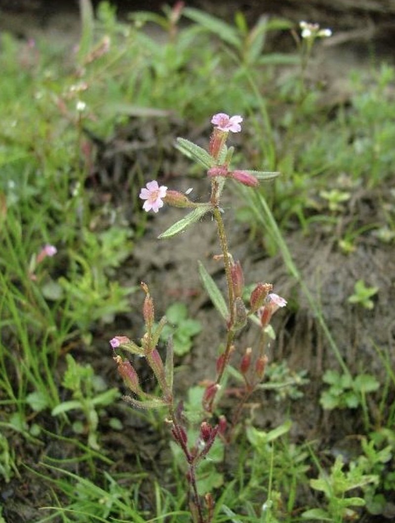 Brewer's Monkeyflower photo 7
