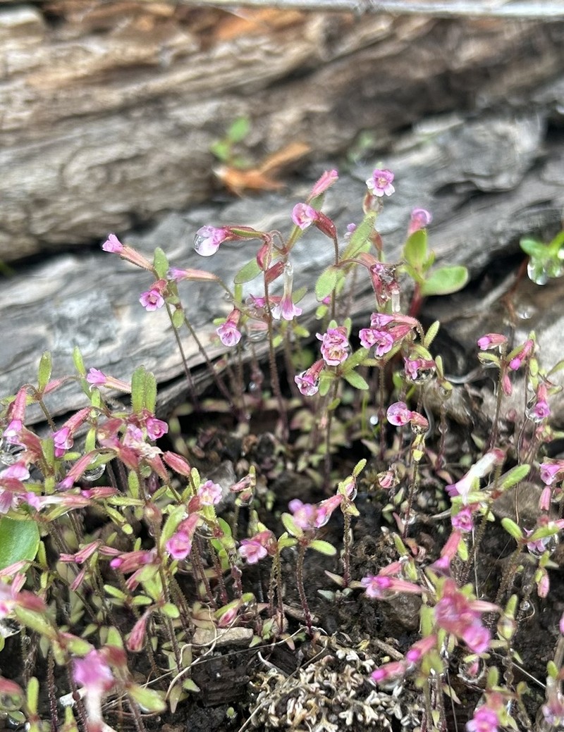 Brewer's Monkeyflower photo 8