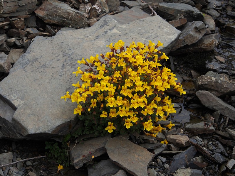 Erythranthe caespitosa