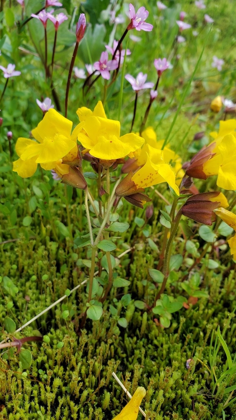 Erythranthe caespitosa photo 2