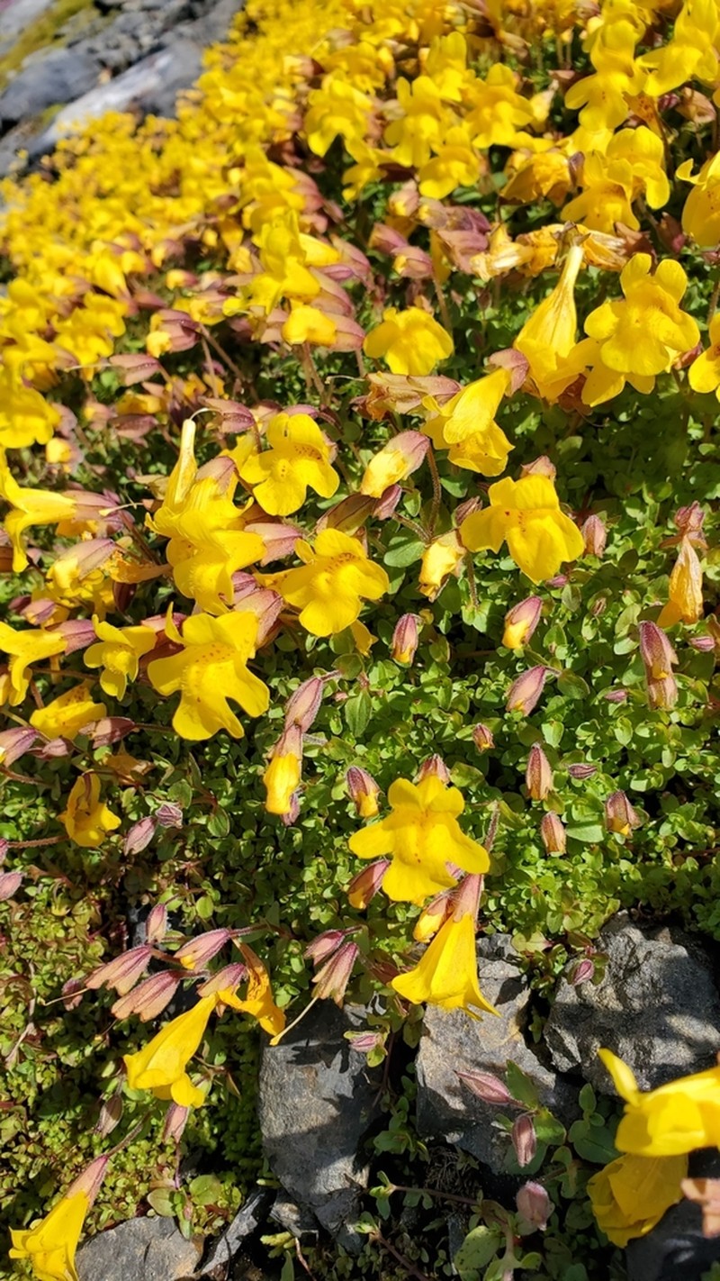 Erythranthe caespitosa photo 3