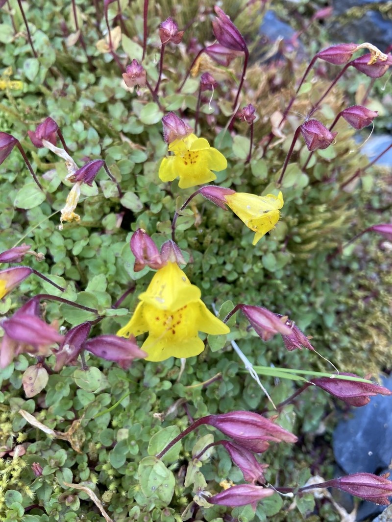 Erythranthe caespitosa photo 5
