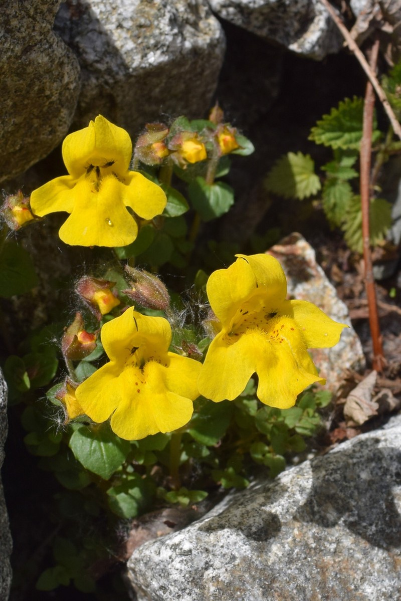 Erythranthe caespitosa photo 6