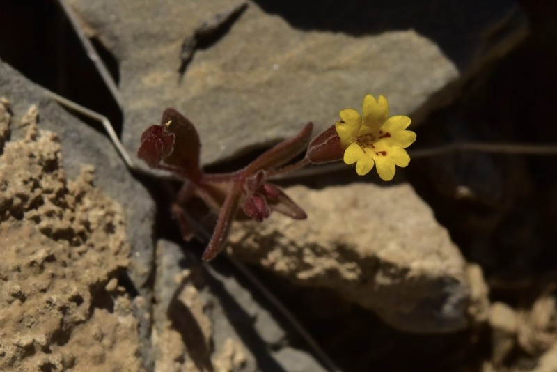 Erythranthe calcicola photo 2