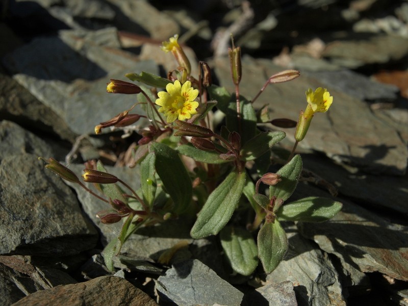 Erythranthe calcicola photo 3