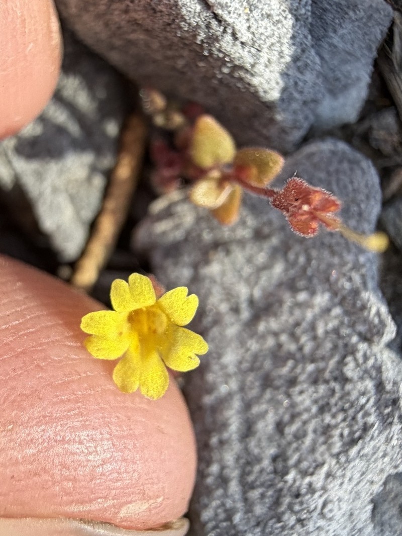 Erythranthe calcicola photo 7