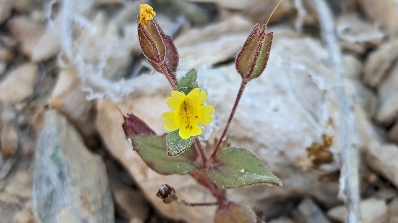 Erythranthe calcicola photo 8