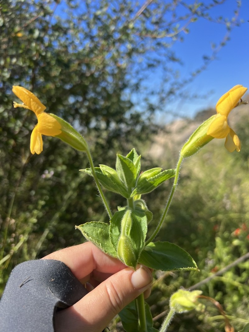 Scarlet Monkeyflower