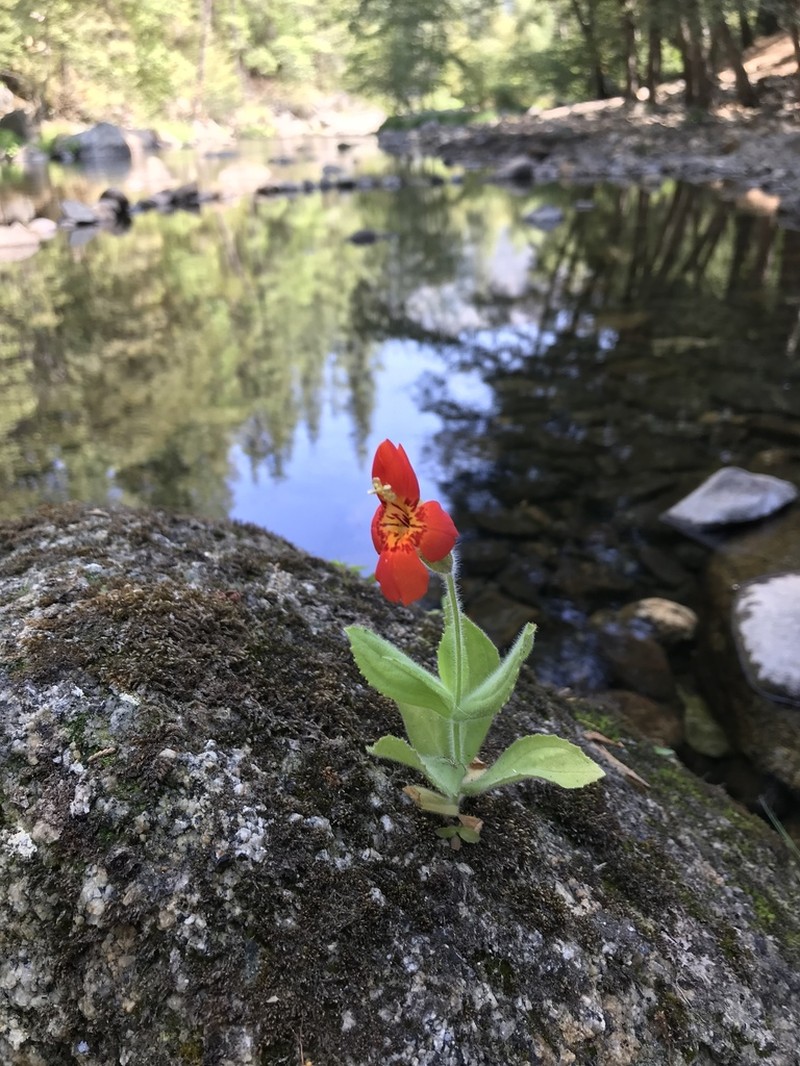 Scarlet Monkeyflower photo 2