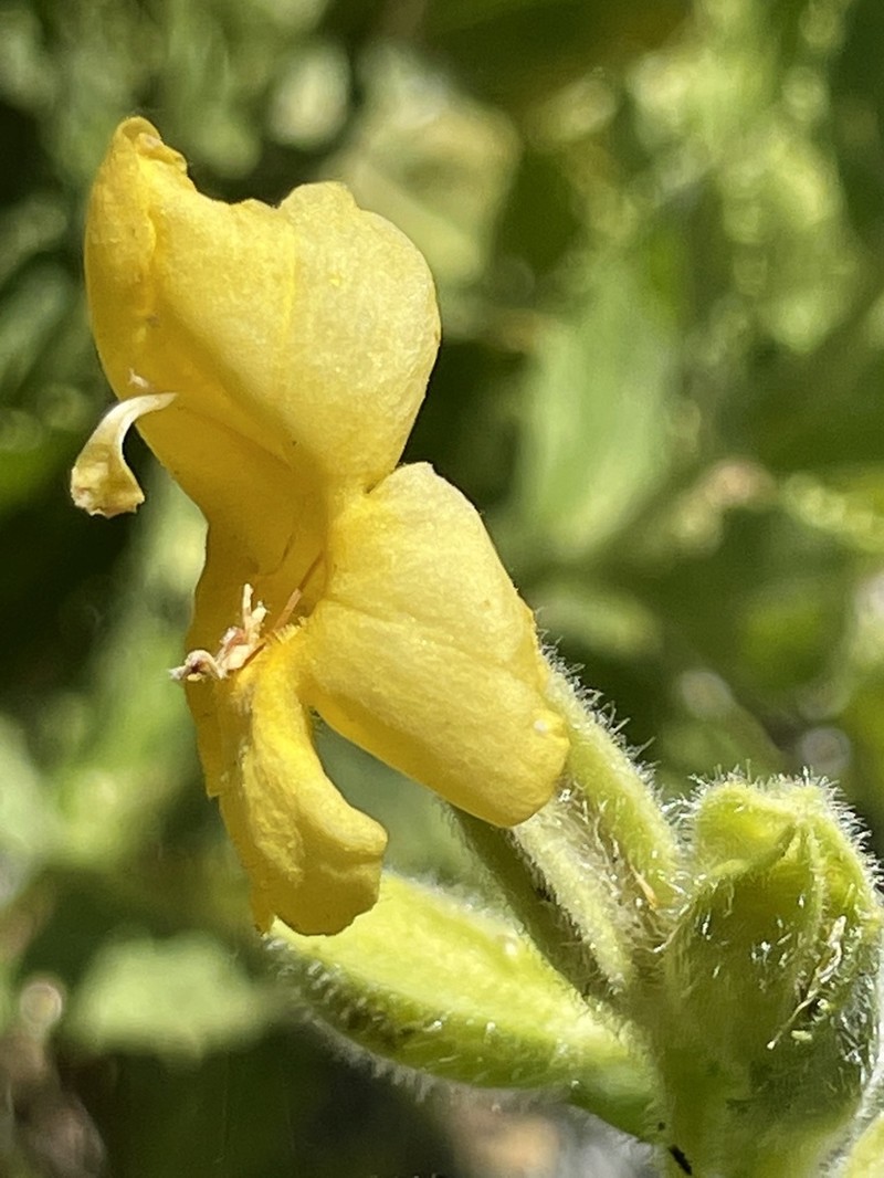 Scarlet Monkeyflower photo 3