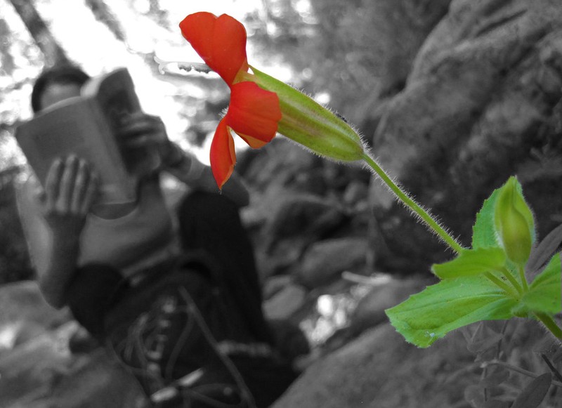 Scarlet Monkeyflower photo 4