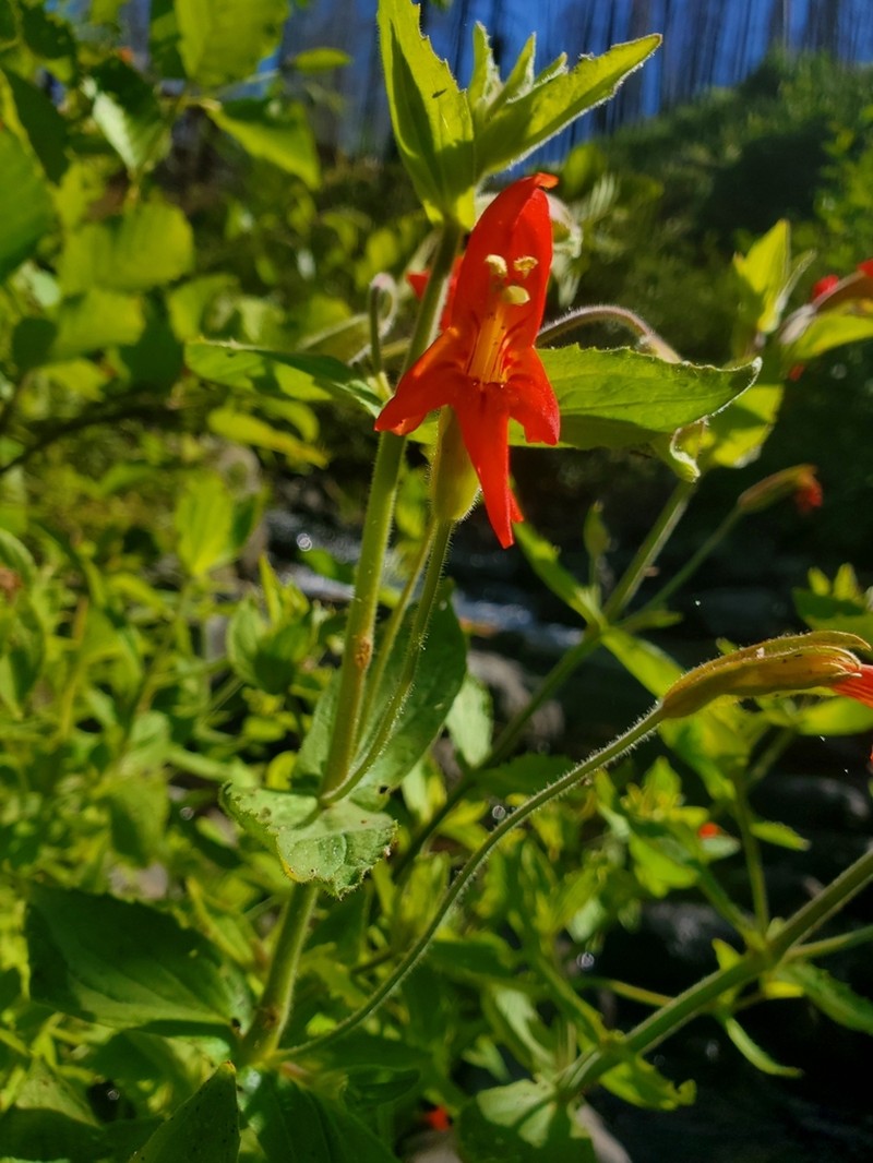 Scarlet Monkeyflower photo 5