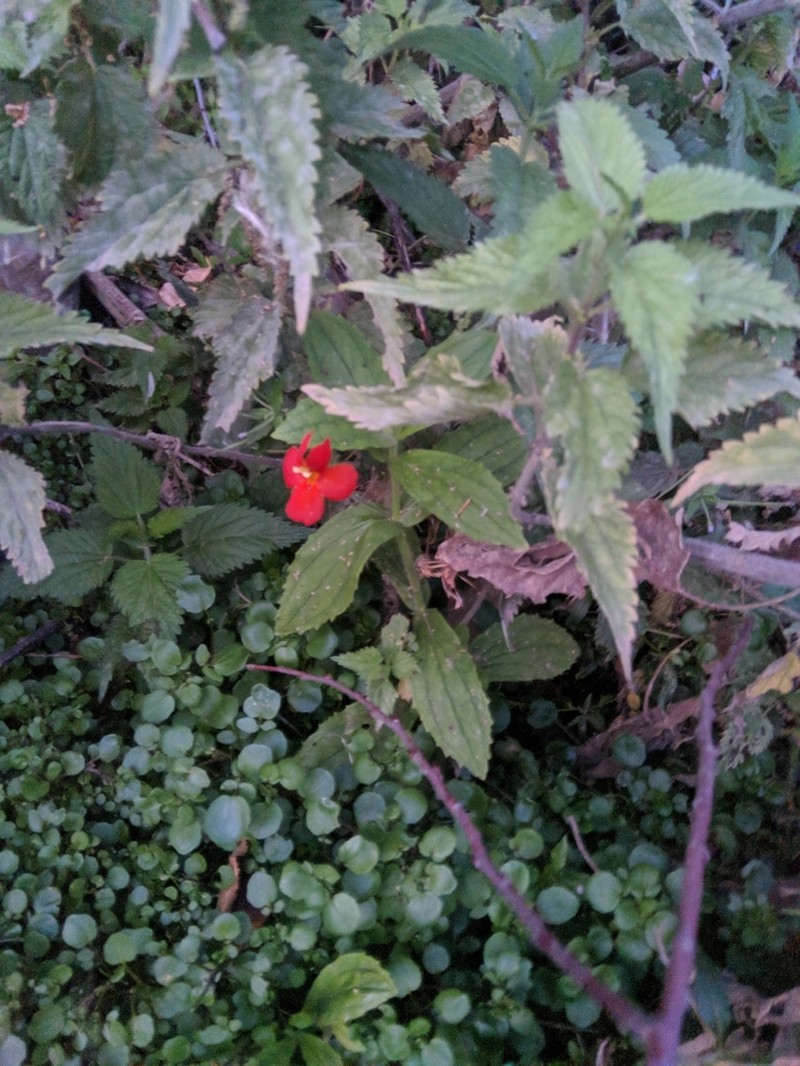 Scarlet Monkeyflower photo 6