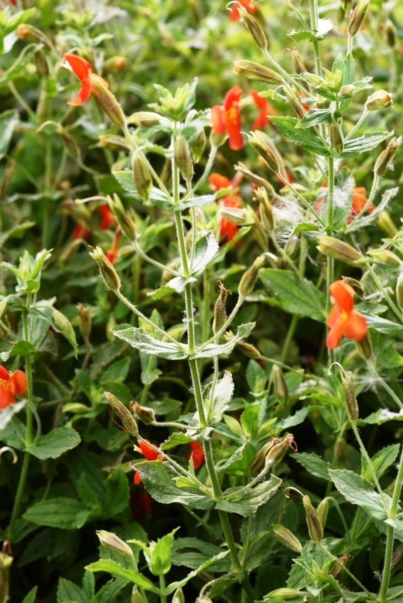 Scarlet Monkeyflower photo 7