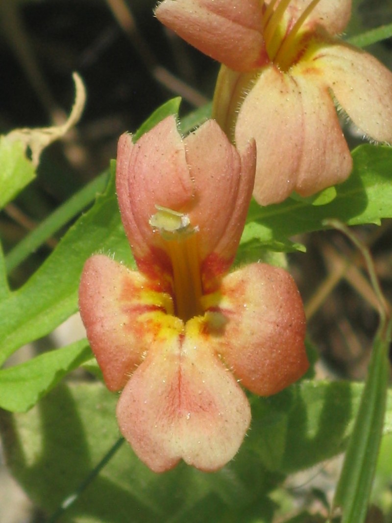 Scarlet Monkeyflower photo 8