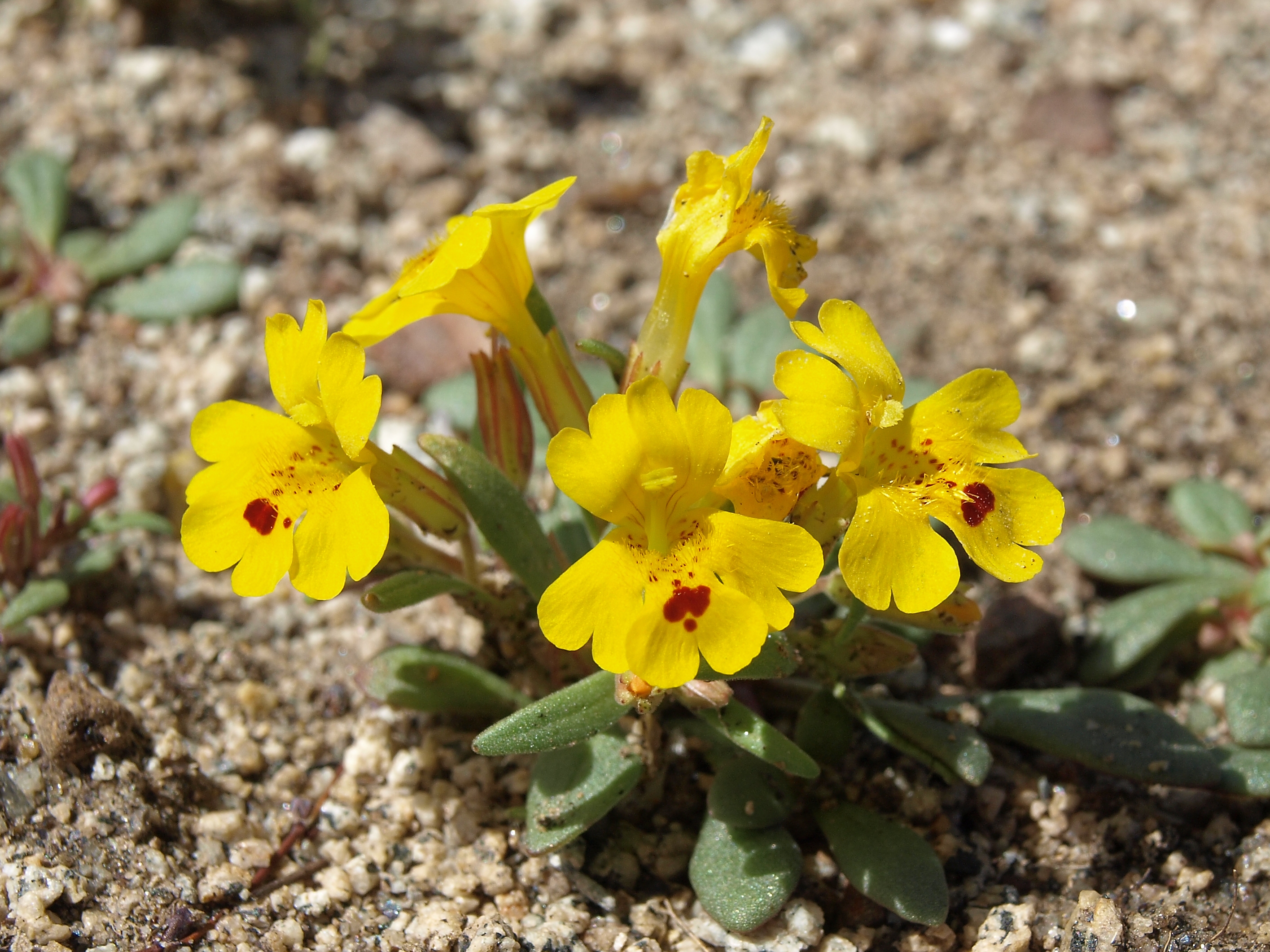 Carson Valley Monkeyflower