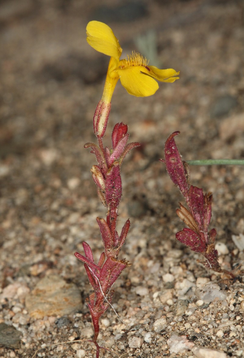 Carson Valley Monkeyflower