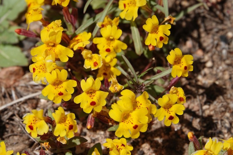 Carson Valley Monkeyflower photo 2