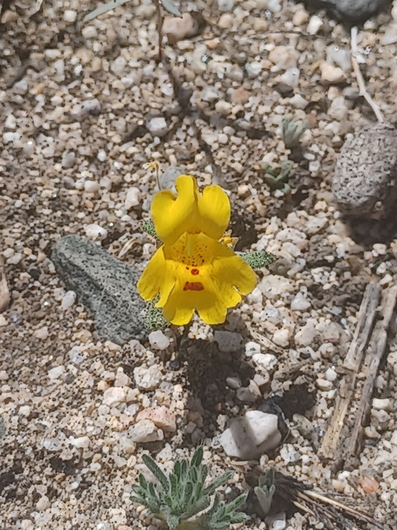 Carson Valley Monkeyflower photo 3