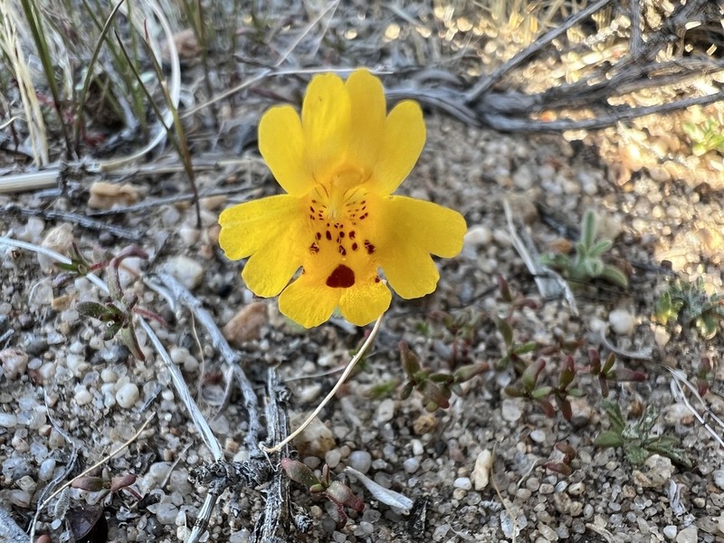 Carson Valley Monkeyflower photo 4