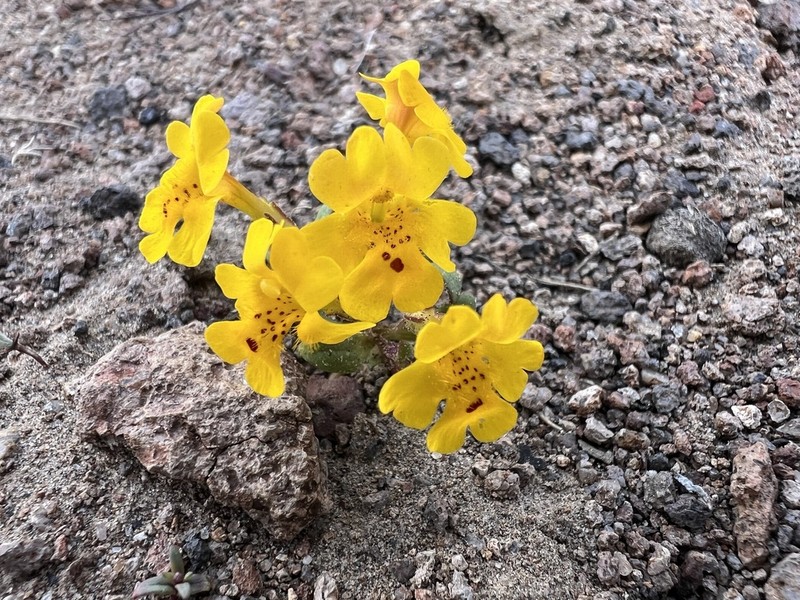 Carson Valley Monkeyflower photo 5