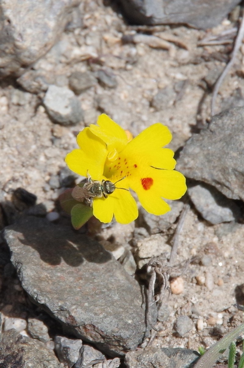 Carson Valley Monkeyflower photo 6