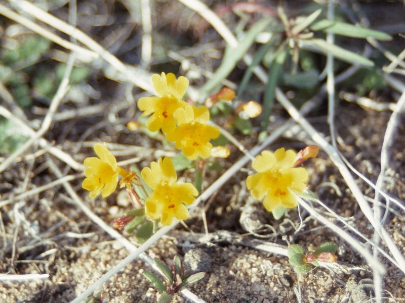 Carson Valley Monkeyflower photo 7