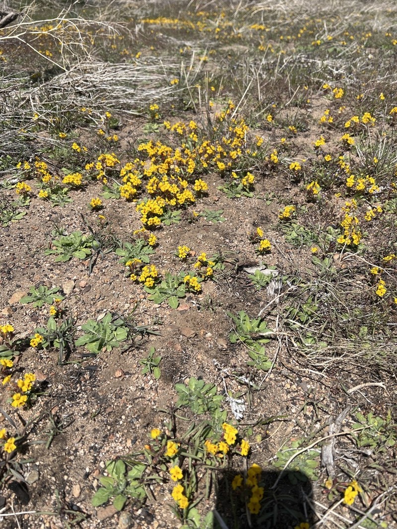 Carson Valley Monkeyflower photo 8