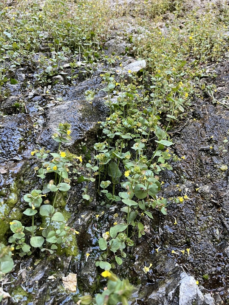 Erythranthe charlestonensis