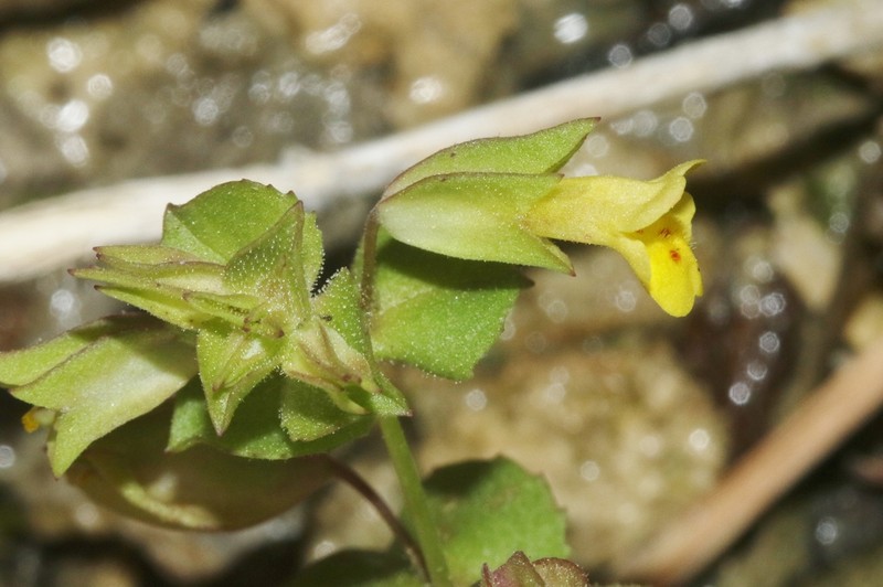 Erythranthe charlestonensis photo 2