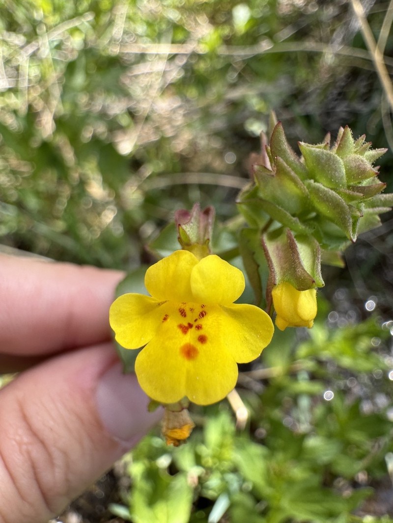 Erythranthe charlestonensis photo 4