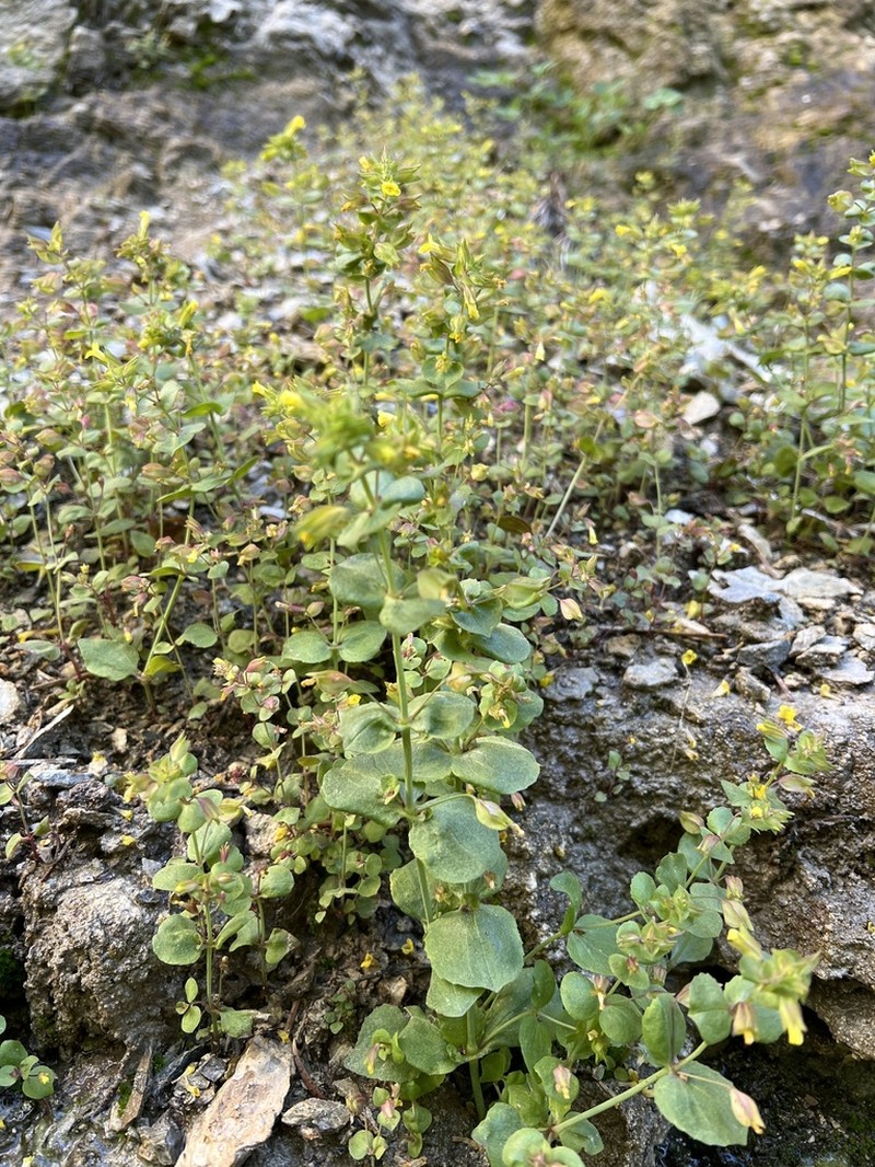 Erythranthe charlestonensis photo 5