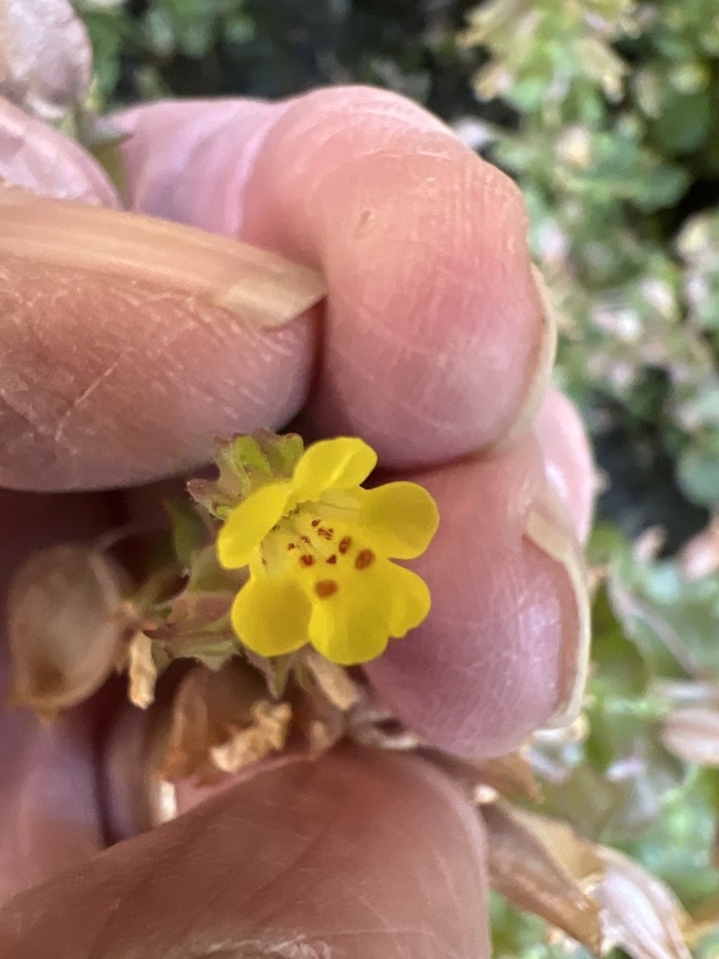 Erythranthe charlestonensis photo 6