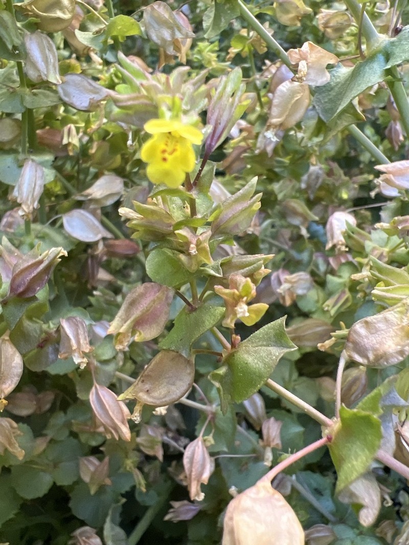 Erythranthe charlestonensis photo 7