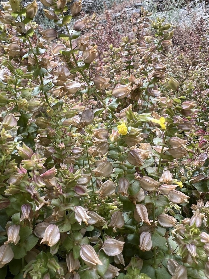 Erythranthe charlestonensis photo 8