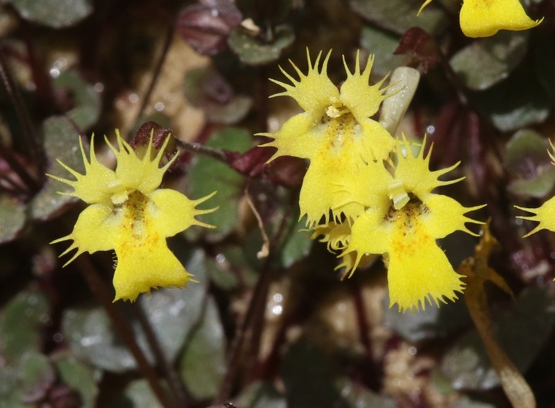 Erythranthe chinatiensis