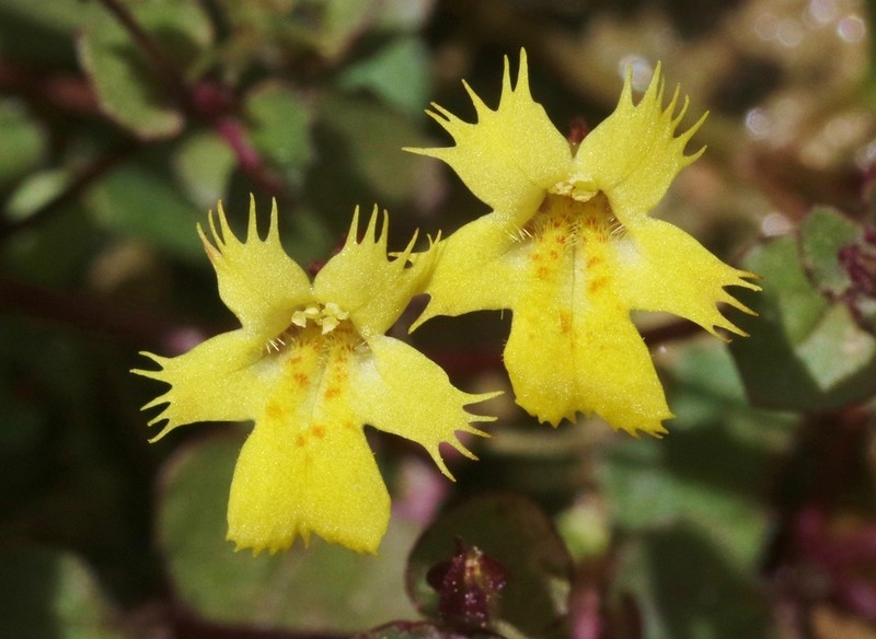 Erythranthe chinatiensis photo 2