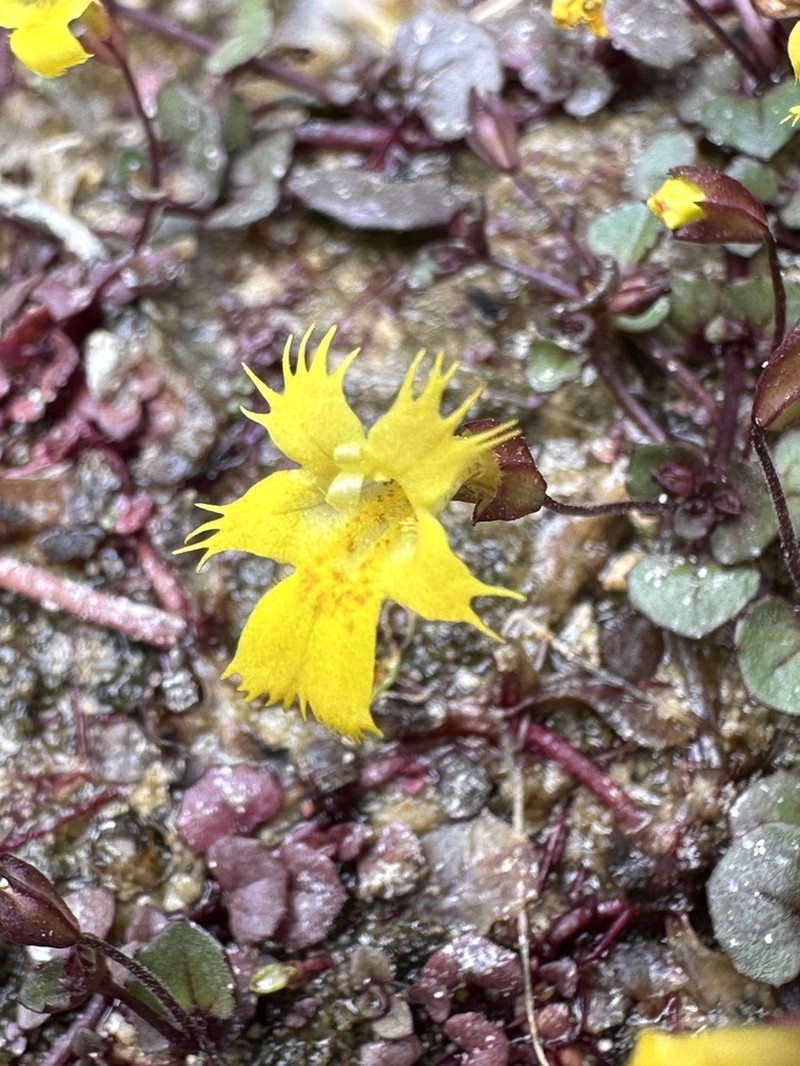 Erythranthe chinatiensis photo 3