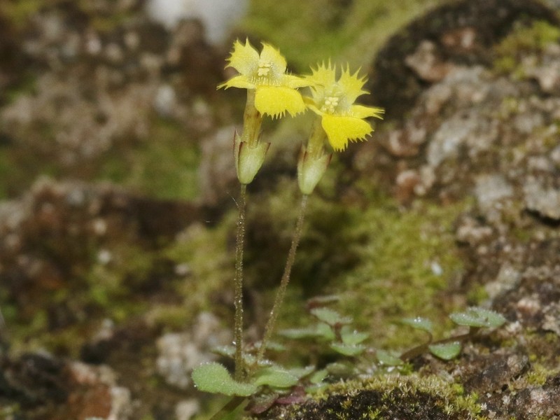 Erythranthe chinatiensis photo 4