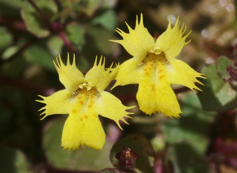 Erythranthe chinatiensis photo 6