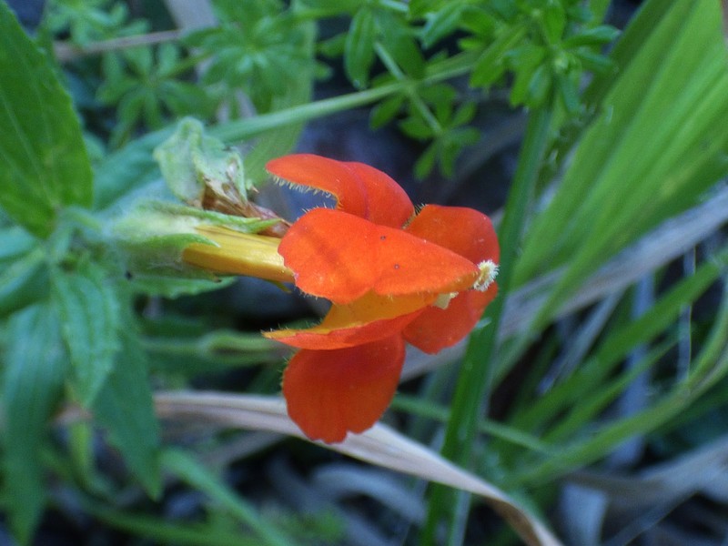 Erythranthe cinnabarina photo 3