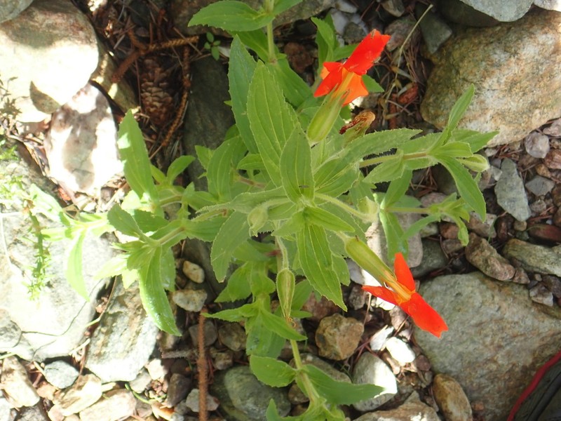 Erythranthe cinnabarina photo 4