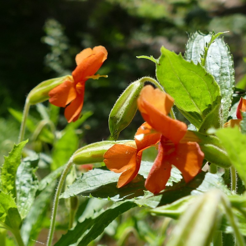 Erythranthe cinnabarina photo 6