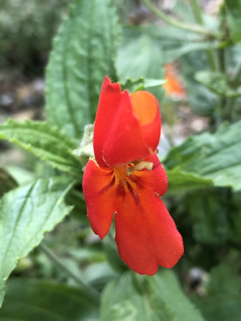 Erythranthe cinnabarina photo 7