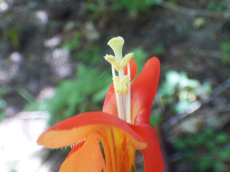 Erythranthe cinnabarina photo 8