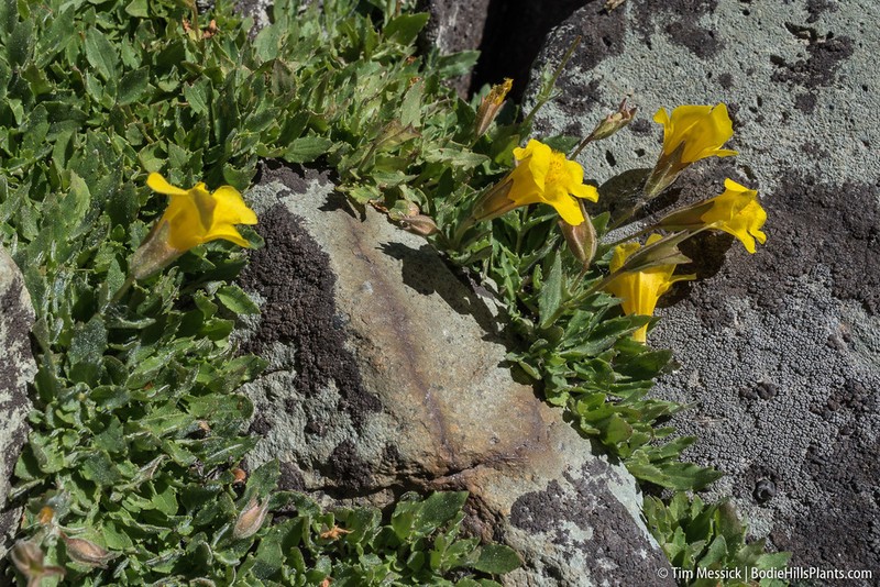 Erythranthe corallina