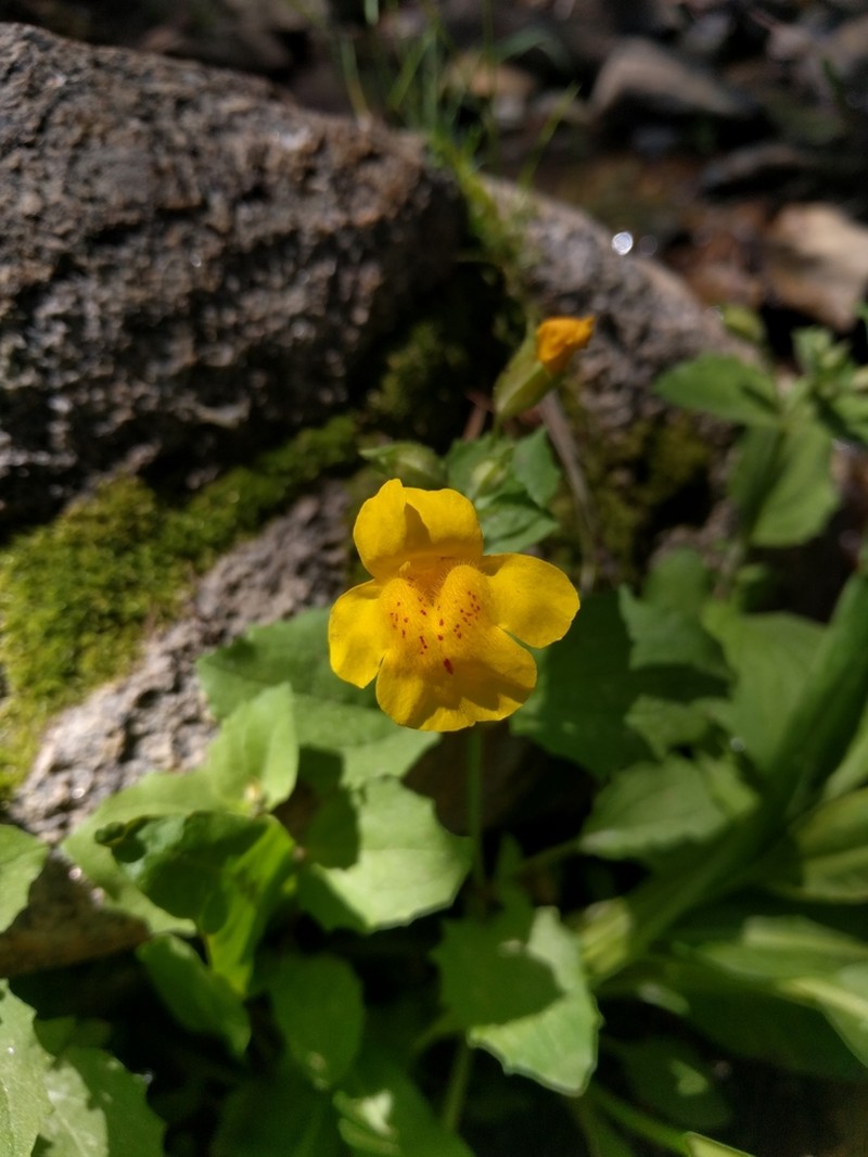 Erythranthe corallina photo 2