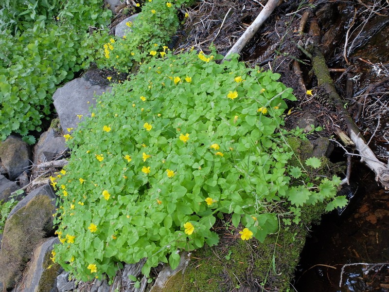Erythranthe corallina photo 3